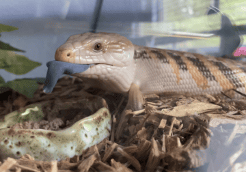blue tongue skink for sale