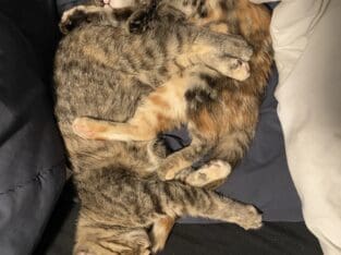 Kittens for sale (14 weeks)