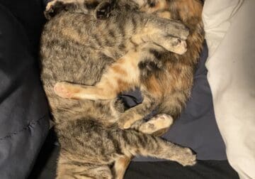 Kittens for sale (14 weeks)