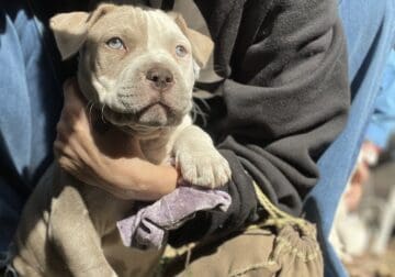 Female Tri-color American Pit Bull Terrier Puppy