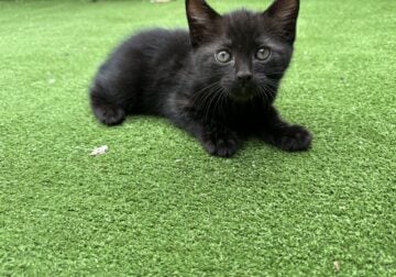 8wk old Kittens looking for homes