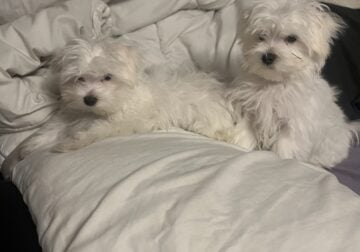 Maltese puppies purebred born 9/13/23