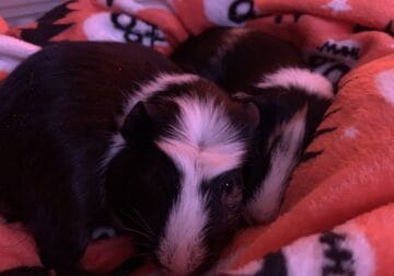 2 male guinea pigs needing to be rehomed ASAP