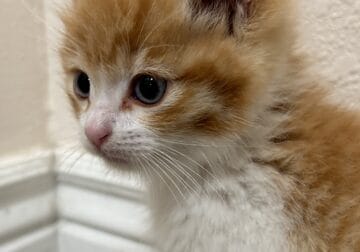 Orange and white kitten