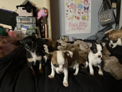 chihuahuas puppies for sale