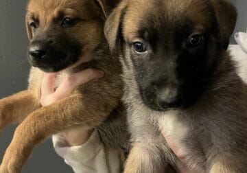 Shepard pups