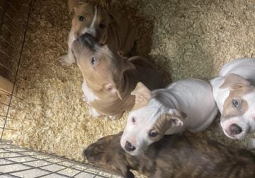 Family puppies for sale