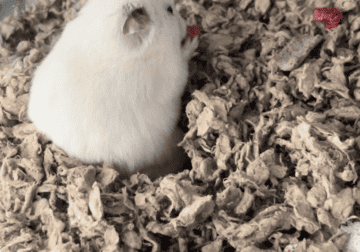 White Fancy Male Hamster