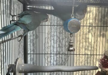 Pair of Blue Quaker Parrots
