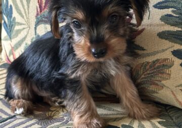 4 Month Old Male Yorkie