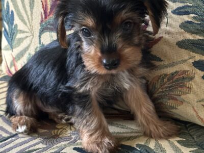 4 Month Old Male Yorkie