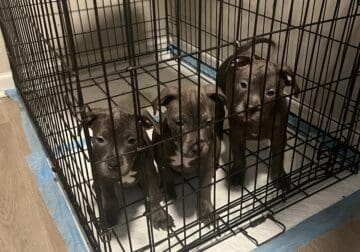 4 male pit puppies