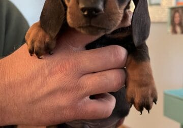 Miniature black and tan male dachshund