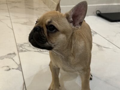 French Bulldog for Sale!