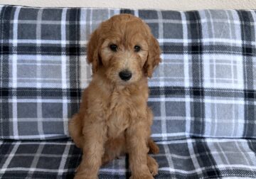 AKC Red Standard Poodle Puppies