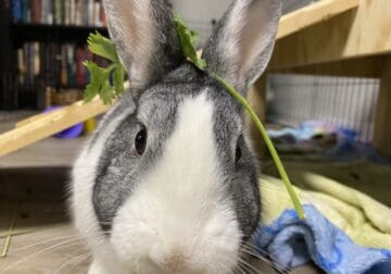 2 year old Rabbit looking for a new home