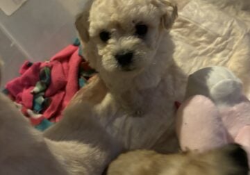 Schnoodle puppy for sale