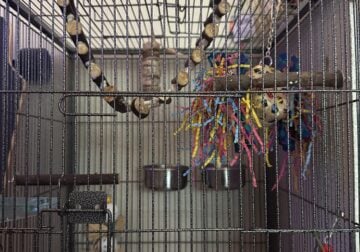 Parakeet w/ cage