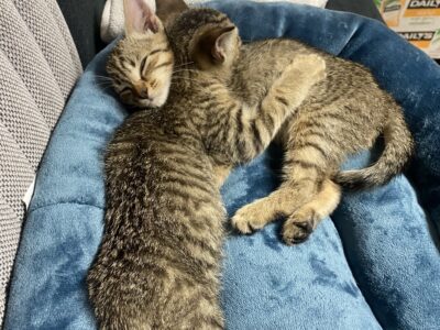 Bonded kittens