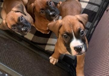 Boxer pups for sale
