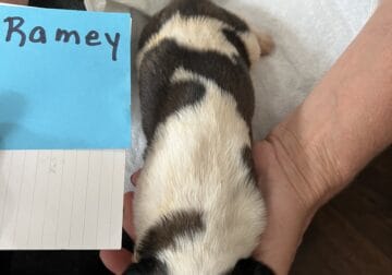 Ramey (Registered Saint Bernard Puppy)