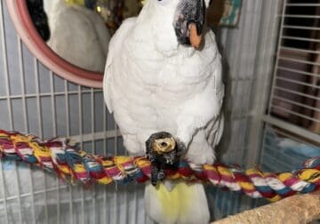 Female cockatoo