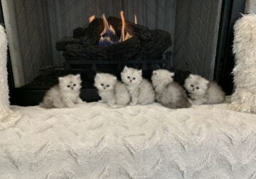Purebred silver dollface Persian kittens