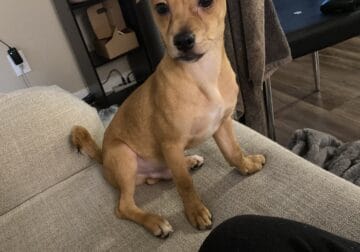 Male puppy looking for a home