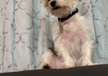 Morkie for sale, about a year old