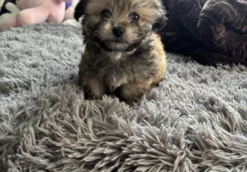 Brown schnoodle puppy for sale