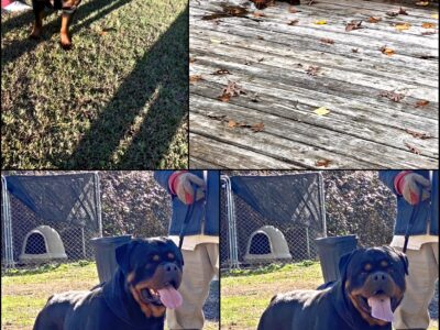 Rottweiler Puppies FOR SALE