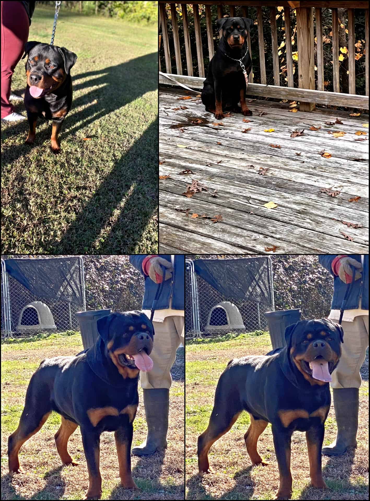 Rottweiler Puppies FOR SALE