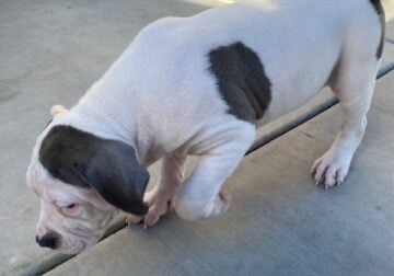 Lilac Tri, Pie Bald, Fawn XL Bully Pups available!