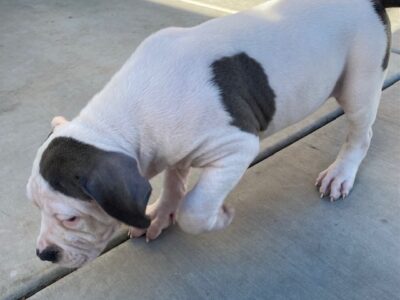 Lilac Tri, Pie Bald, Fawn XL Bully Pups available!