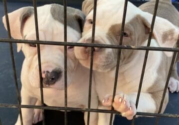 XL Bully Pups For Sale