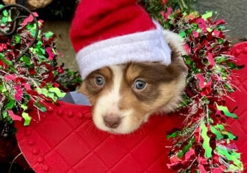 Aussie / border collie puppies for Christmas !