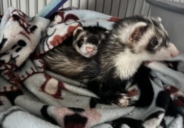 Brother & sister ferrets