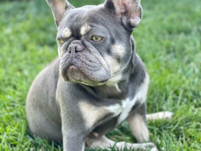 Adult Male French Bull Dog