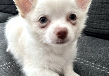 Handsome longcoat Chihuahua