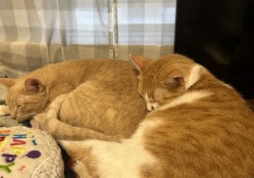 2 Adult Cats need rehoming
