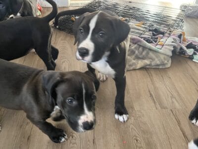 5 beautiful boxer/pitbull/mastiff puppies for sale