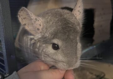 Two Male Show Chinchillas with Cage