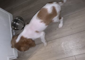Pure bread King Charles cavalier puppy