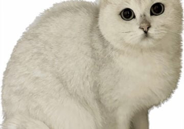 Young adult British Shorthair