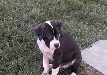 Labrabull puppies for sale