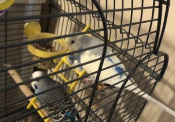 Parakeets For Sale