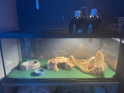 Need to rehome our bearded dragon dreamfrye