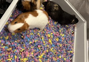 Guinea pigs and supplies