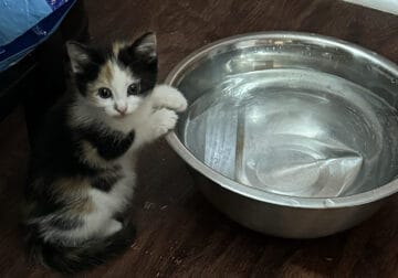 KITTENS LOOKING FOR FOREVER HOME