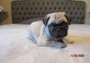 Fawn and Black pug pups for sale